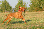 playing Magyar Vizsla