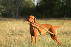 Magyar Vizsla