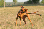 Magyar Vizsla