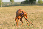 Magyar Vizsla