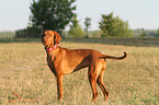 Magyar Vizsla