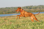 running Magyar Vizsla