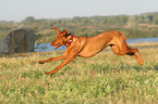 jumping Magyar Vizsla
