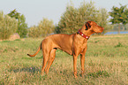 Magyar Vizsla
