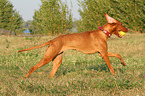 playing Magyar Vizsla