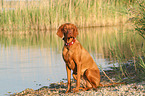 sitting Magyar Vizsla