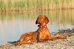 lying Magyar Vizsla