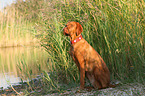 sitting Magyar Vizsla