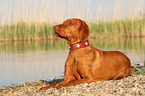 lying Magyar Vizsla