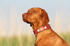 Magyar Vizsla Portrait