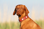 Magyar Vizsla Portrait