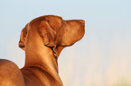 Magyar Vizsla Portrait