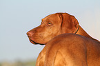 Magyar Vizsla Portrait