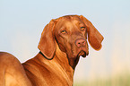 Magyar Vizsla Portrait
