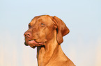 Magyar Vizsla Portrait