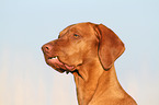 Magyar Vizsla Portrait