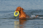 playing Magyar Vizsla