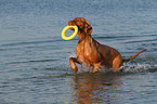 playing Magyar Vizsla