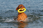 playing Magyar Vizsla