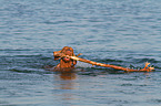 playing Magyar Vizsla