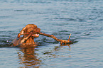 playing Magyar Vizsla