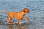 running Magyar Vizsla