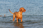 bathing Magyar Vizsla