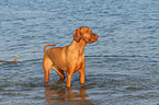 bathing Magyar Vizsla