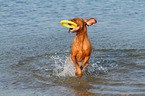 playing Magyar Vizsla