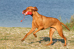 playing Magyar Vizsla
