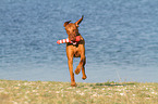 playing Magyar Vizsla