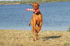 playing Magyar Vizsla