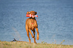 playing Magyar Vizsla