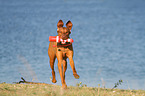 playing Magyar Vizsla