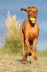 playing Magyar Vizsla
