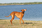 Magyar Vizsla