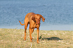 Magyar Vizsla