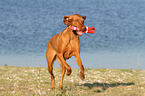 playing Magyar Vizsla