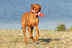 playing Magyar Vizsla