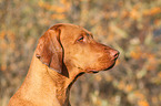 Magyar Vizsla Portrait