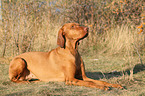lying Magyar Vizsla