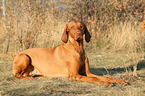 lying Magyar Vizsla