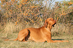 lying Magyar Vizsla