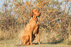 sitting Magyar Vizsla