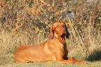lying Magyar Vizsla