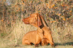 lying Magyar Vizsla