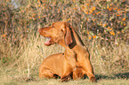 lying Magyar Vizsla
