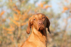 Magyar Vizsla Portrait