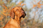 Magyar Vizsla Portrait