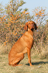 sitting Magyar Vizsla